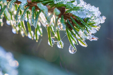 Close-up of pine needles covered with frost, ice and drops of water. Shallow depth of field. © Oleksandra