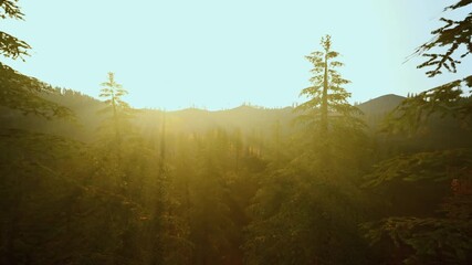 hazy sunrise above layered forest ridges, atmospheric depth with warm glow, distant peaks and misty valleys ideal for background and branding visuals