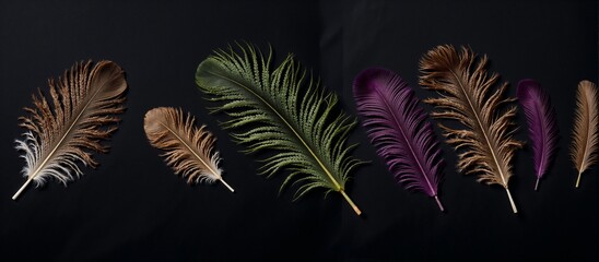 Colorful decorative feathers arranged against a black background in a panoramic format - a design for Mardi Gras.