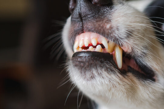 Dangerous angry dog. Aggressive puppy dog border collie baring teeth fangs looking aggressive dangerous. Guardian growling scary dog ready for attack. Pet infected by rabies.