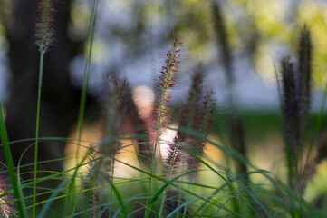 Pennisetum alopecuroides hameln foxtail fountain grass growing in the park, beautiful ornamental autumnal bunch of fountaingrass