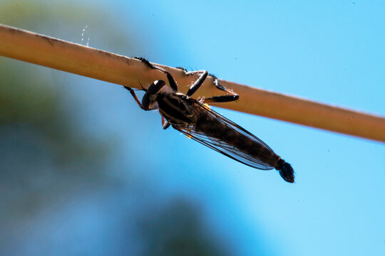 Robber Fly (family Asilidae)