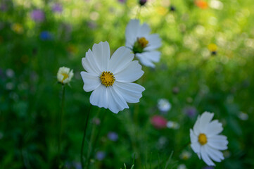 Cosmos bipinnatus mexican aster flowering white garden plants, group of beauty petal flowers in bloom on green background