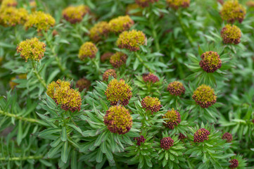 Rhodiola rosea golden rose root flowers in bloom, bunch of flowering medicinal herbs plants