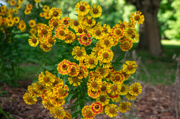 Helenium autumnale common sneezeweed in bloom, bunch of yellow flowering flowers, tall shrub
