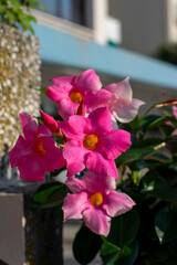 Dipladenia mandevilla pink flower in bloom, rocktrumpet ornamental tropical flowering plant