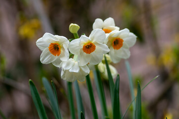 Narcissus tazetta paperwhite bunch flowered daffodil in bloom, early spring flowering white yellow plant
