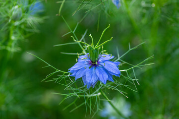 Nigella damascena bright blue ornamental beautiful flowering plants, love-in-a-mist devil in the bush flowers in bloom