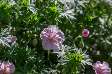 Geranium sanguineum Striatum beautiful ornamental park flowering plant, group of light pink white flowers in bloom