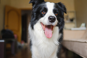 Fototapeta na wymiar Funny portrait cute puppy dog border collie indoor. Pet dog resting at home. Puppy dog indoors in domestic room. Funny emotional dog having playful mood. Love for pets friendship companion pet care