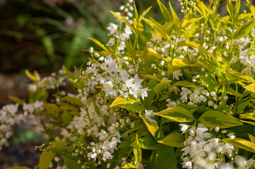 Deutzia gracilis duncan Chardonnay pearls bright white flowering shrub, beautiful ornamental flowers in bloom