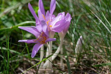 Colchicum autumnale autumn crocul group of light violet purple flowers in bloom, wild beautiful flowering plant during fall