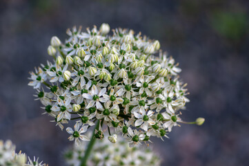 Allium nigrum black broad-leaved broadleaf garlic white flowering plant, ornamental beautiful garden flowers in bloom