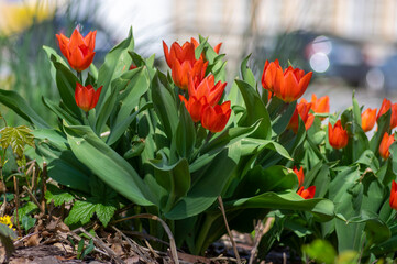 Amazing garden field with tulips of various bright rainbow color petals, beautiful bouquet of small red Tulipa praestans