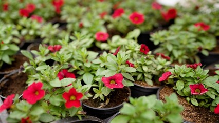 Red flowers growing in pots in a greenhouse