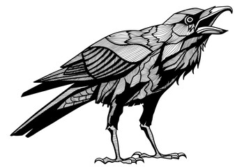 Obraz premium Vector illustration of a raven in dark graphic style. Black and white bird with detailed feathers, mystical and gothic aesthetic, isolated on white background.