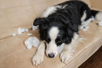 Naughty playful puppy dog border collie after mischief biting paper lying on couch at home. Guilty dog and destroyed living room. Damage messy home and puppy with funny guilty look