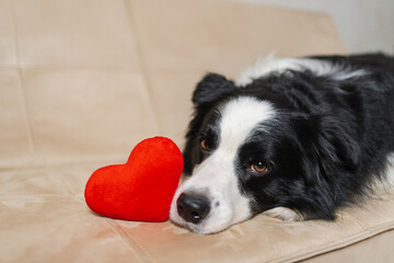 St Valentines Day concept. Funny cute puppy dog border collie with red heart lying down on couch at home indoor background. Lovely pet dog in love on valentines day gives gift. Love lovesick sorry