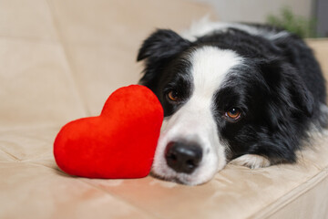 St Valentines Day concept. Funny cute puppy dog border collie with red heart lying down on couch at home indoor background. Lovely pet dog in love on valentines day gives gift. Love lovesick sorry