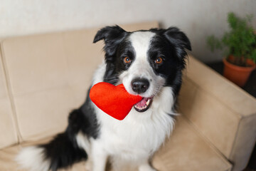 St Valentines Day concept. Funny cute puppy dog border collie holding red heart in mouth smiling at home indoor background. Lovely pet dog in love on valentines day gives gift. Love lovesick sorry