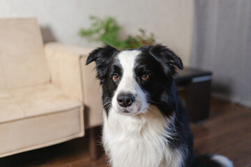 Funny portrait cute puppy dog border collie indoor. Pet dog resting at home. Puppy dog indoors in domestic room. Funny emotional dog having playful mood. Love for pets friendship companion pet care