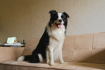 Cute puppy dog border collie sitting playing with funny face on couch at home indoors. Pet dog resting on cozy sofa. Pet care and animals concept. Funny emotional dog