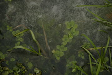 The world of plants hibernated in ice