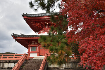 大覚寺　心経宝塔とモミジ(京都市右京区)
