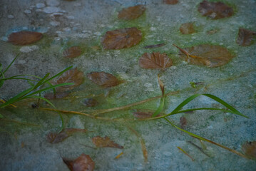 The world of plants hibernated in ice
