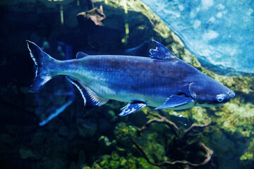 Naklejka premium Underwater View of a Pangasius Fish in Aquarium Setting