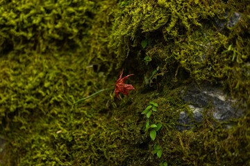 Japanese woman walking through a lush green forest