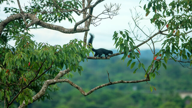 Layardi squirrel (Funambulus layardi) black morph jumps through the branches in a tropical forest. Borneo
