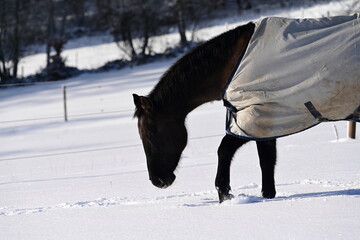 Schwarzes Pferd mit grauer Winterdecke sucht im Schnee nach Gr&auml;sern
