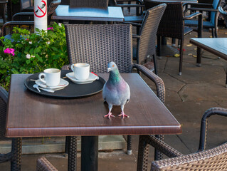 Urban pigeon on an outdoor cafe table near two coffee cups and tray. Street wildlife and city lifestyle scene, great for travel, humor, everyday moment, and restaurant terrace concepts. © Volha