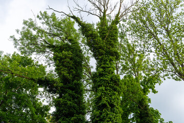 Fototapeta premium Vertical view of tall trees densely covered with ivy and fresh leaves against an overcast sky. Natural texture and wild forest growth concept for ecology, environment, and botanical background.