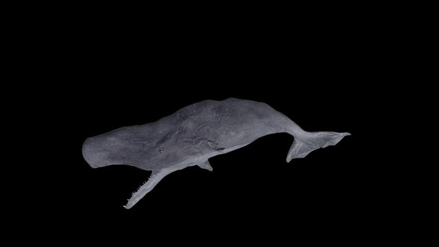 Sperm whale dead loop animation on black screen, 4k cachalot animal unconscious isolated on alpha channel premultiplied with black and white matte, perfect for digital composition, 3d mapping