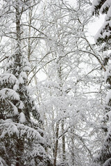 it is snowing heavily in the park, large flakes of snow are slowly falling on tree branches, no people