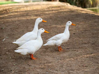 Obraz premium Three white ducks