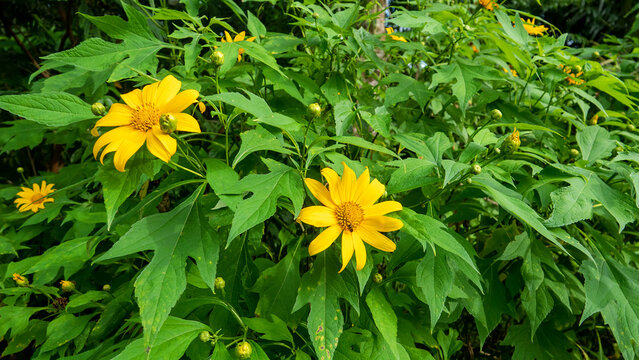 Mexican tournesol Tithonia diversifolia in Indonesia, introduced species