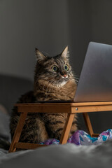 Funny Shocked Cat Staring at Laptop Screen with Wide Open Eyes in Dim Light. Fluffy Tabby Cat Looking at Computer Screen with Intense Focus and Disbelief