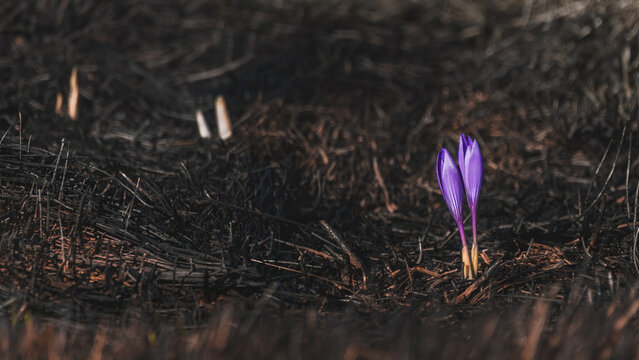 First Crocuses After A Bush Fire