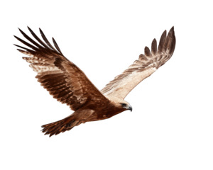 Tawny Eagle Gliding Gracefully with Wings Spread