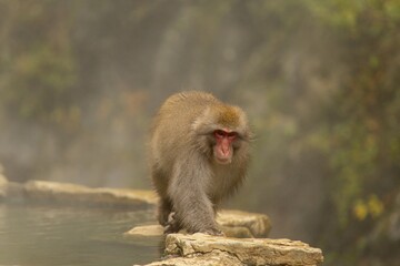 Fototapeta premium Monkey on a rock in Japan