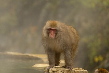 Monkey on Rock in Forest