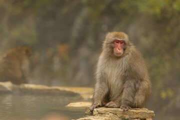 Fototapeta premium Monkey in a Natural Setting