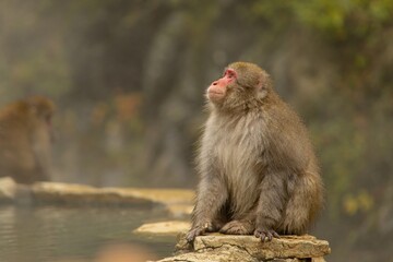 Naklejka premium Monkey sitting on rock by water in Japan