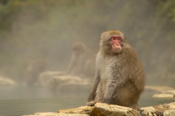 Obraz premium Monkey in a misty forest