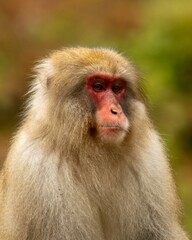 Naklejka premium Monkey with Red Face in Japan