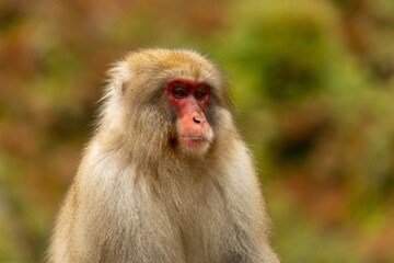 Fototapeta premium Monkey in the Wild