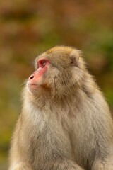 Fototapeta premium Monkey in a Natural Setting